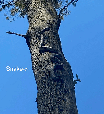 snake