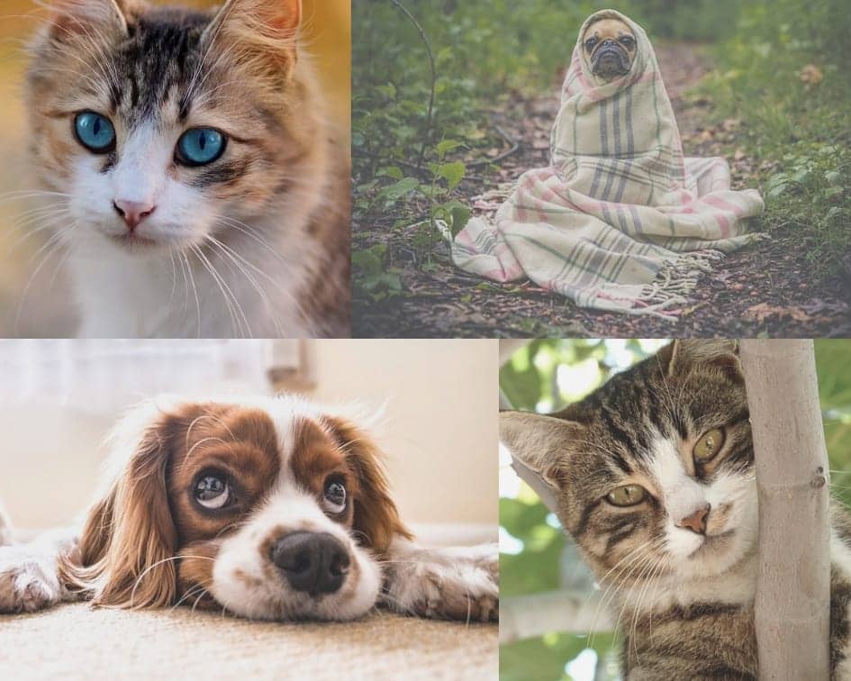 Pet clause in lease agreement